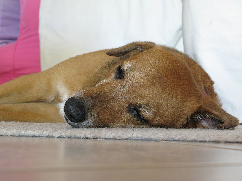 You are currently viewing A “photo doggathon” for charity