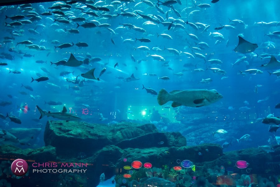 Fish of all kinds at Dubai Aquarium Dubai Aquarium has many different species of fish on display