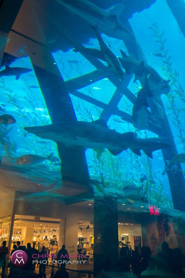 Sharks hover over shoppers at Dubai Aquarium Sharks at Dubai Aquarium and shops reflected in the glass